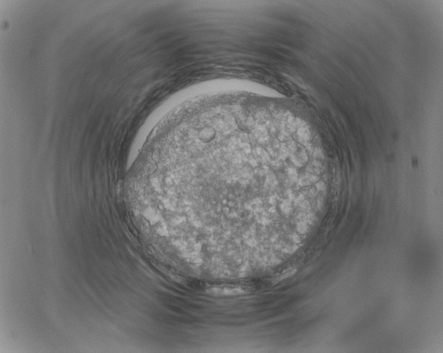 X0000064730749200603131253