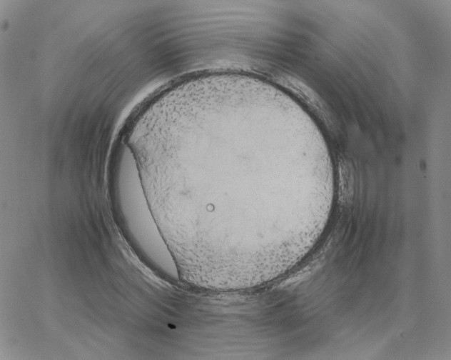 X0000064730780200603131252