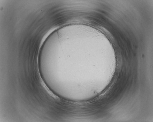 X0000064730796200603131252