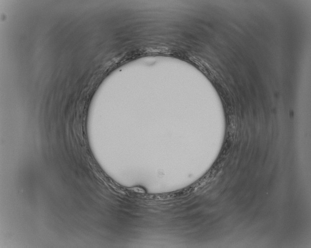 X0000064730817200603131251