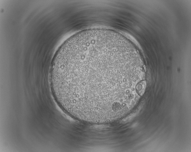 X0000064730847200603131251