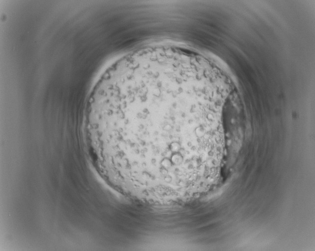 X0000064730863200603131251