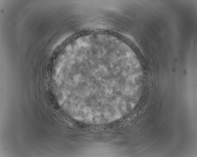 X0000064730871200603131251