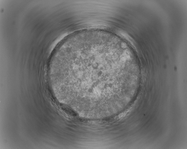 X0000064730875200603131250