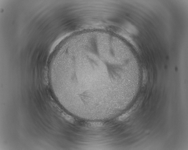 X0000064730878200603131250