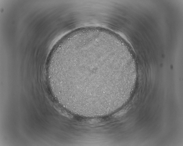 X0000064730879200603131250