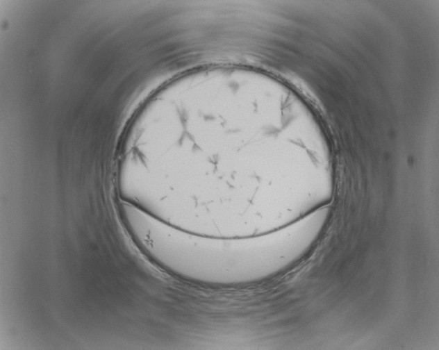 X0000064730895200603131250