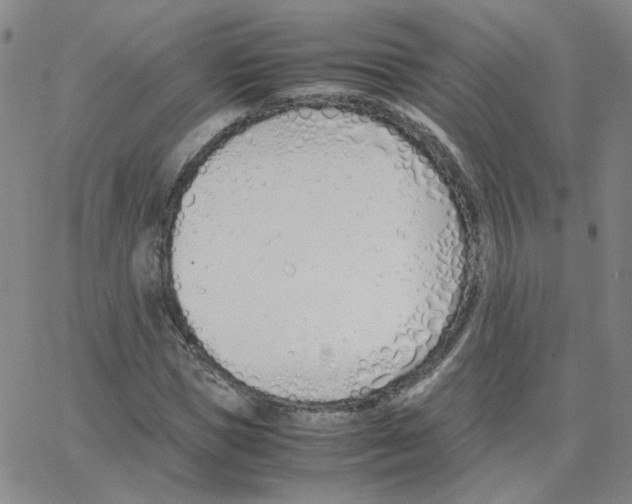 X0000064730921200603131249