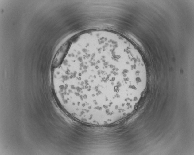 X0000064730940200603131250