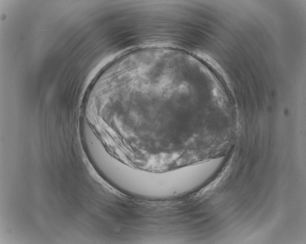 X0000064730941200603131250