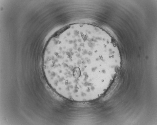 X0000064730952200603131250