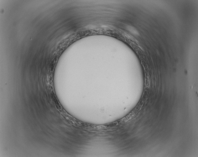 X0000064730966200603131249