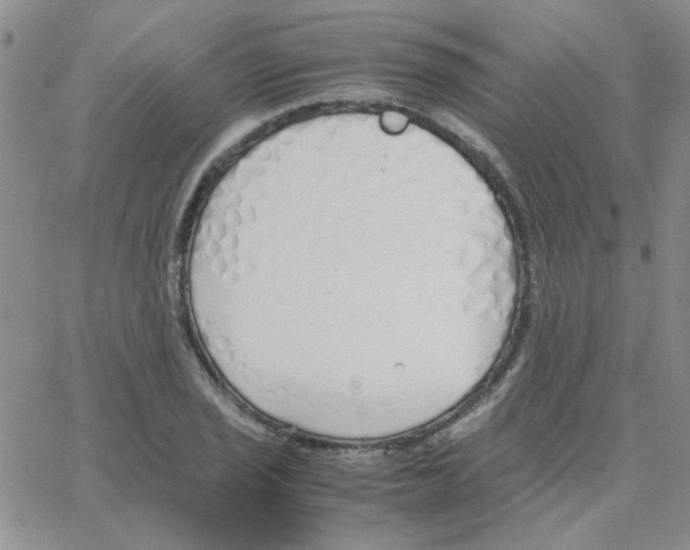 X0000064731029200603131248