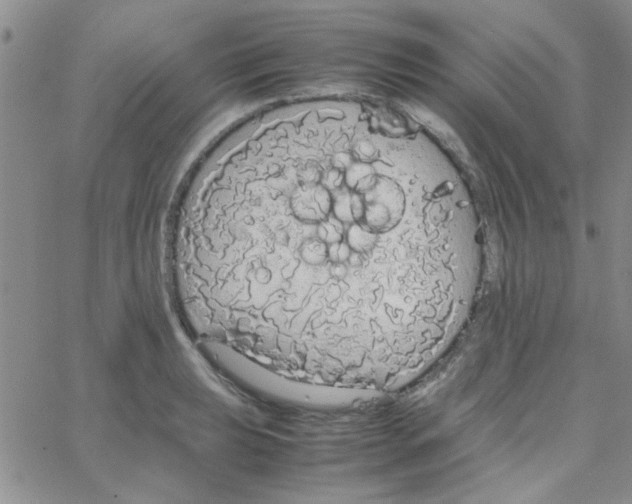 X0000064731039200603131248