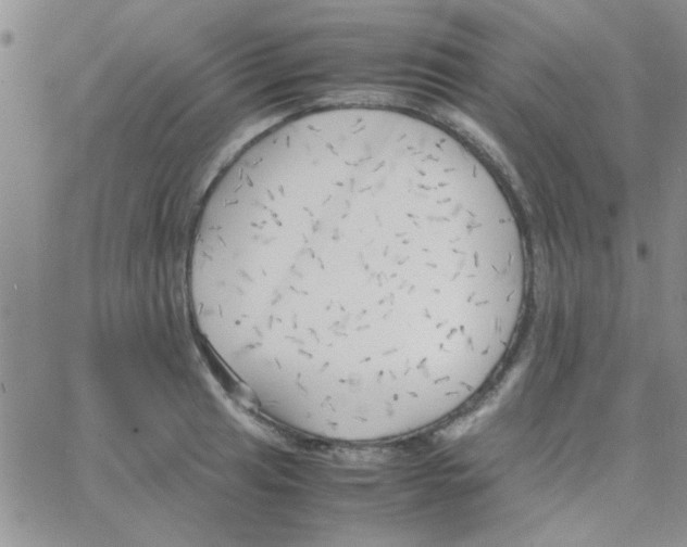 X0000064731041200603131248