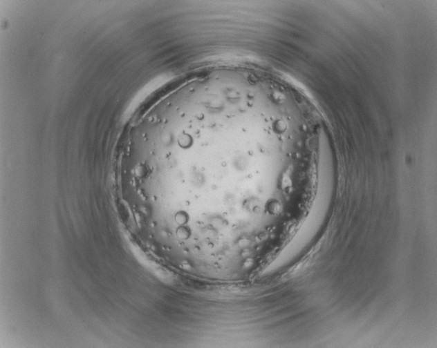 X0000064731042200603131248