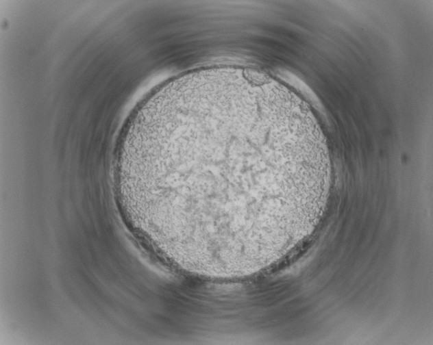 X0000064731043200603131248