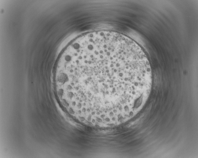 X0000064731047200603131248