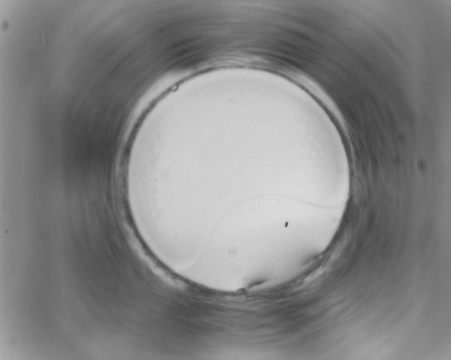 X0000064731053200603131248