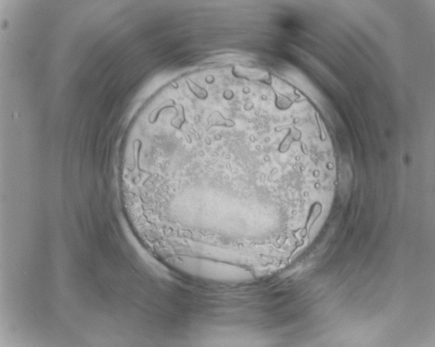 X0000064731055200603131248