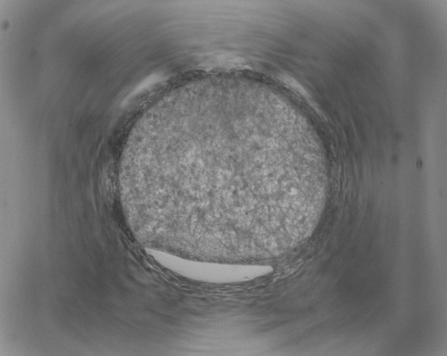 X0000064731063200603131247