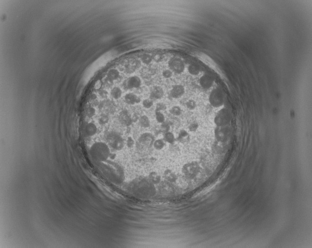 X0000064731067200603131247