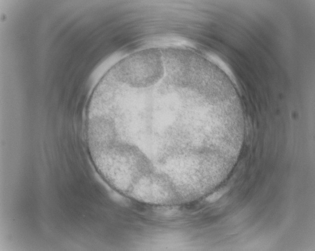 X0000064731103200603131247