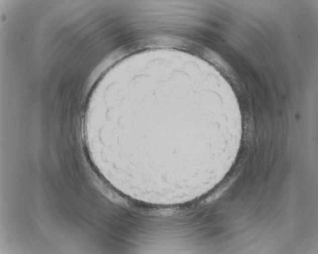 X0000064731130200603131246