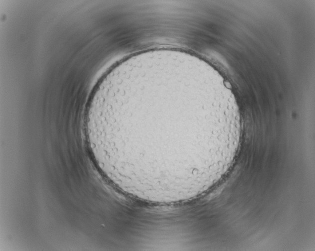 X0000064731182200603131245