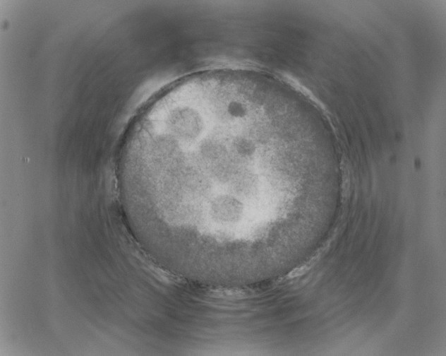 X0000064731215200603131245