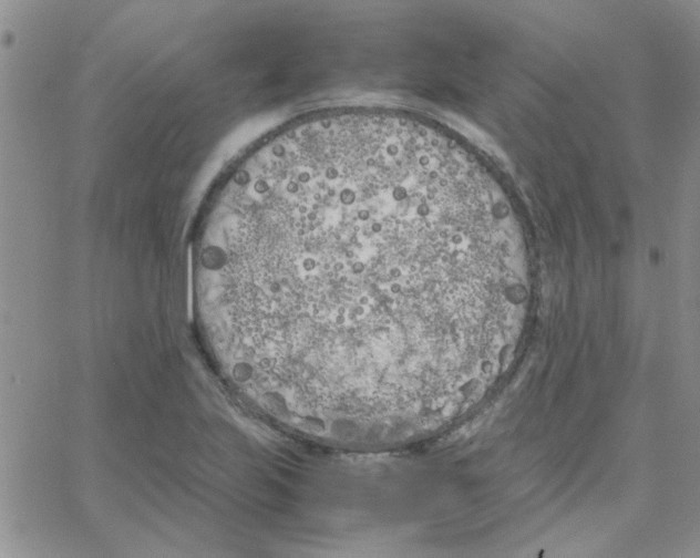 X0000064731223200603131245