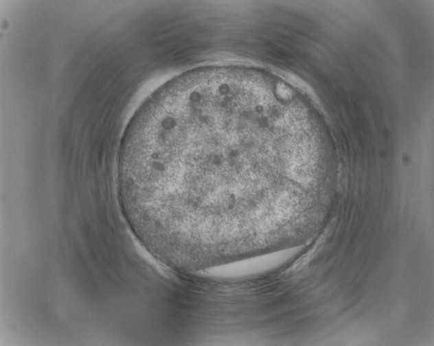 X0000064731231200603131245