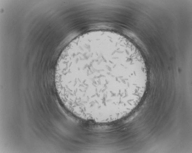 X0000064731233200603131245