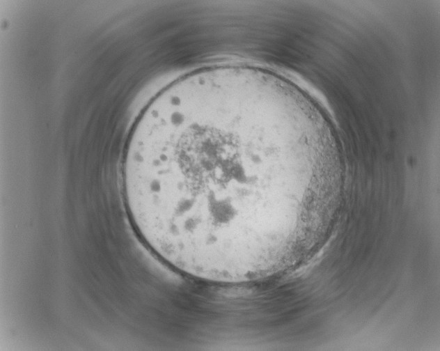 X0000064731239200603131245