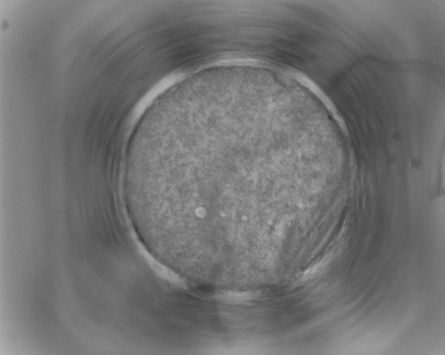 X0000064731245200603131245