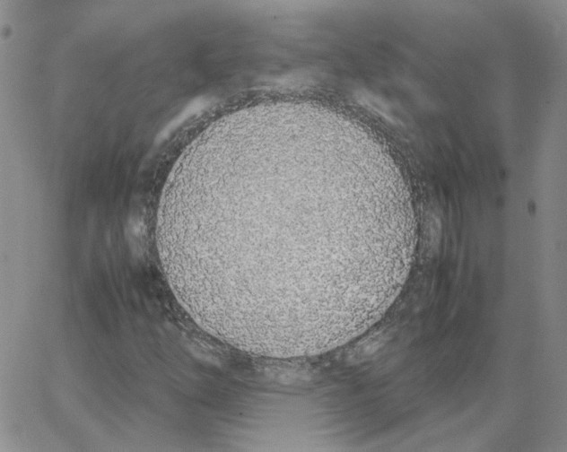 X0000064731254200603131244