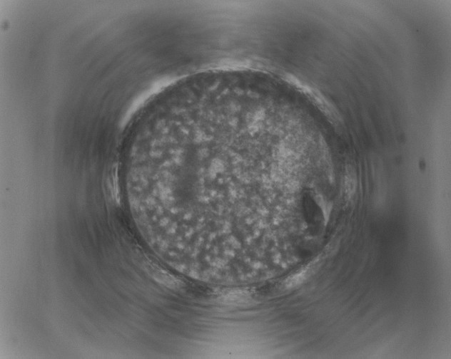 X0000064731262200603131244