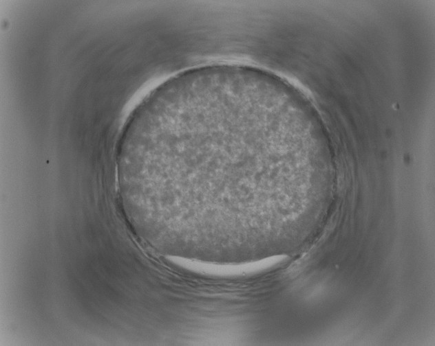 X0000064731271200603131244