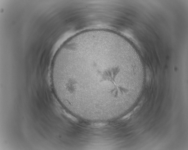 X0000064731278200603131244