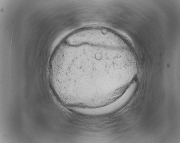 X0000064731279200603131244