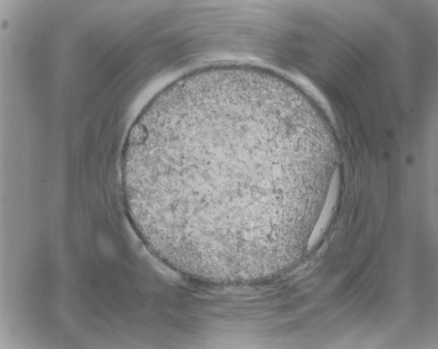 X0000064731287200603131244