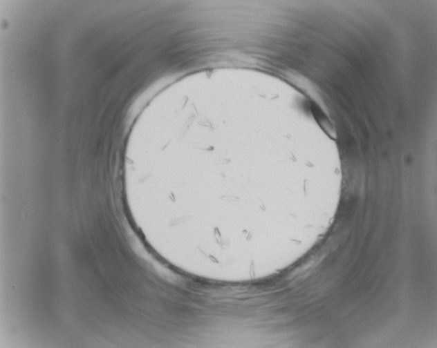 X0000064731387200603131242