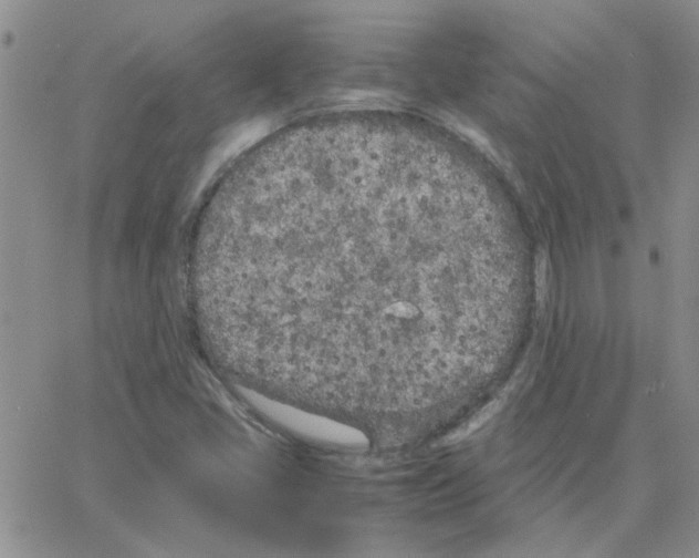 X0000064731405200603131241