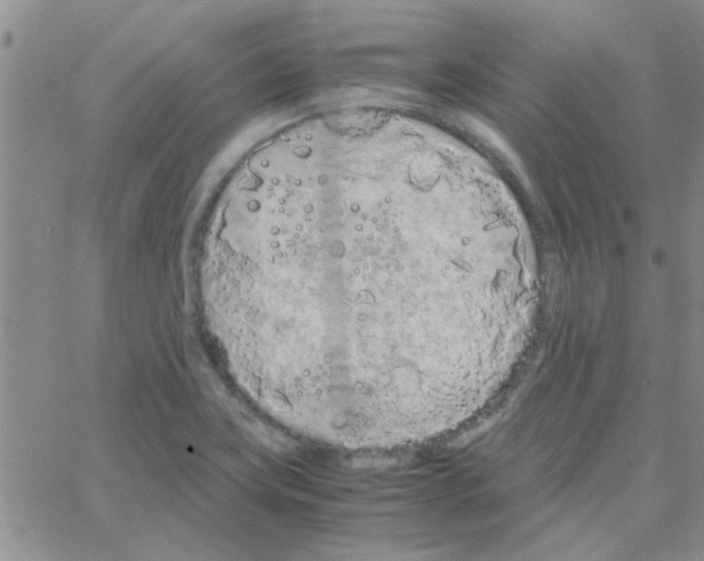 X0000064731419200603131242