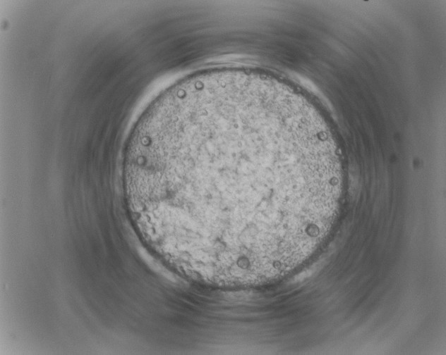 X0000064731421200603131242