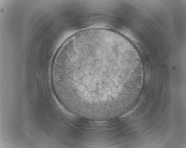 X0000064731423200603131242