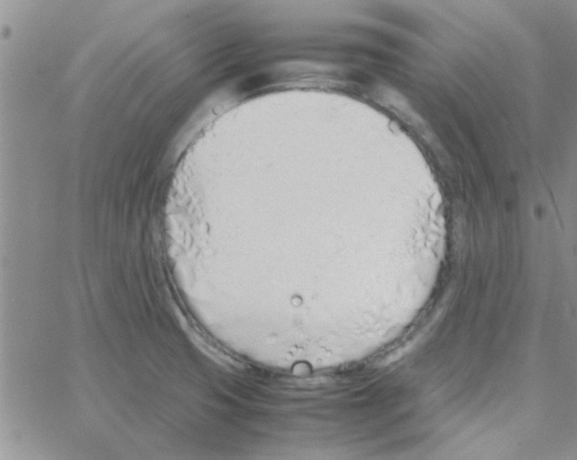 X0000064731425200603131242