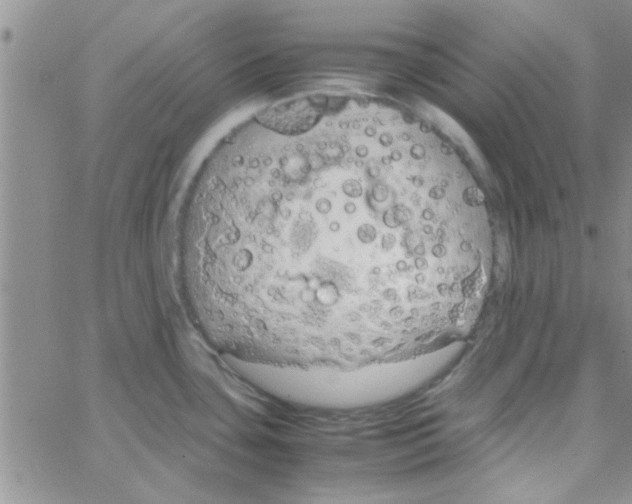 X0000064731435200603131242