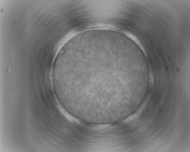 X0000064731482200603131241