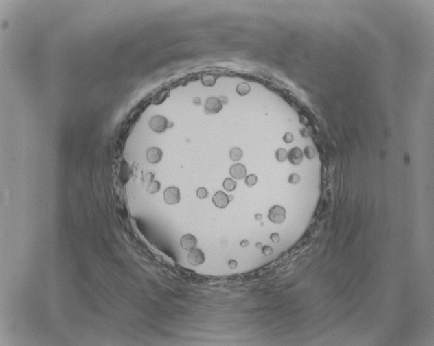 X0000064731496200603131240